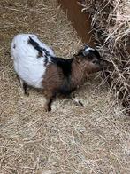 dwerggeit/Bok, Dieren en Toebehoren, Schapen, Geiten en Varkens, Mannelijk, Geit, 0 tot 2 jaar