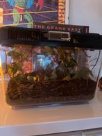 Wandelende takken + terranium, Ophalen, Nieuw