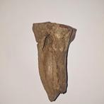 Fossiel Bot Fragment teenkoot paard, Ophalen of Verzenden, Fossiel