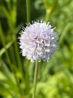 Succisella pratensis frosted pears, Tuin en Terras, Zomer, Vaste plant, Ophalen