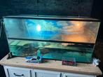 Terrarium voor schildpad, Dieren en Toebehoren, Reptielen en Amfibieën | Toebehoren, Ophalen, Gebruikt, Terrarium of Paludarium