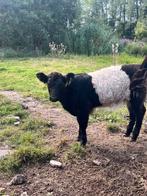 Belted Galloway kalf, Dieren en Toebehoren, Vrouwelijk, 0 tot 2 jaar