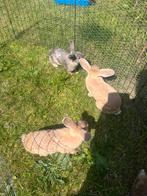 Jonge konijnen (voedsters), Dieren en Toebehoren, Konijnen, Vrouwelijk, Klein, Hangoor, 0 tot 2 jaar