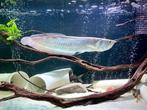 zilverarowana 45cm roofvis te koop aangeboden, Vis, Zoetwatervis