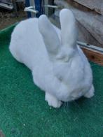 Witte nieuw zeelander ram, Dieren en Toebehoren, Meerdere dieren, Dwerg