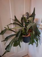 Hertshoorn varen (hangplant(en), Huis en Inrichting, Kamerplanten, Ophalen, Halfschaduw, Minder dan 100 cm