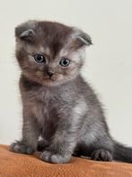 scottish fold kitten mogen nest verlaten., Dieren en Toebehoren, Kater, Kortharig, 0 tot 2 jaar