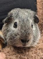 Mooi cavia beertje, Dieren en Toebehoren, Mei, Mannelijk, Cavia
