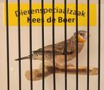 Geel bandvink man, Dieren en Toebehoren, Vogels | Overige Vogels, Mannelijk, Tropenvogel