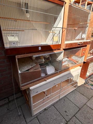6 broedkooien te koop  beschikbaar voor biedingen