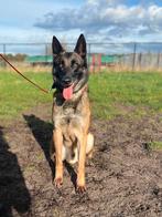 Prachtige, lieve Mechelse herder reu te koop, Dieren en Toebehoren, Honden | Herdershonden en Veedrijvers, Particulier, Rabiës (hondsdolheid)