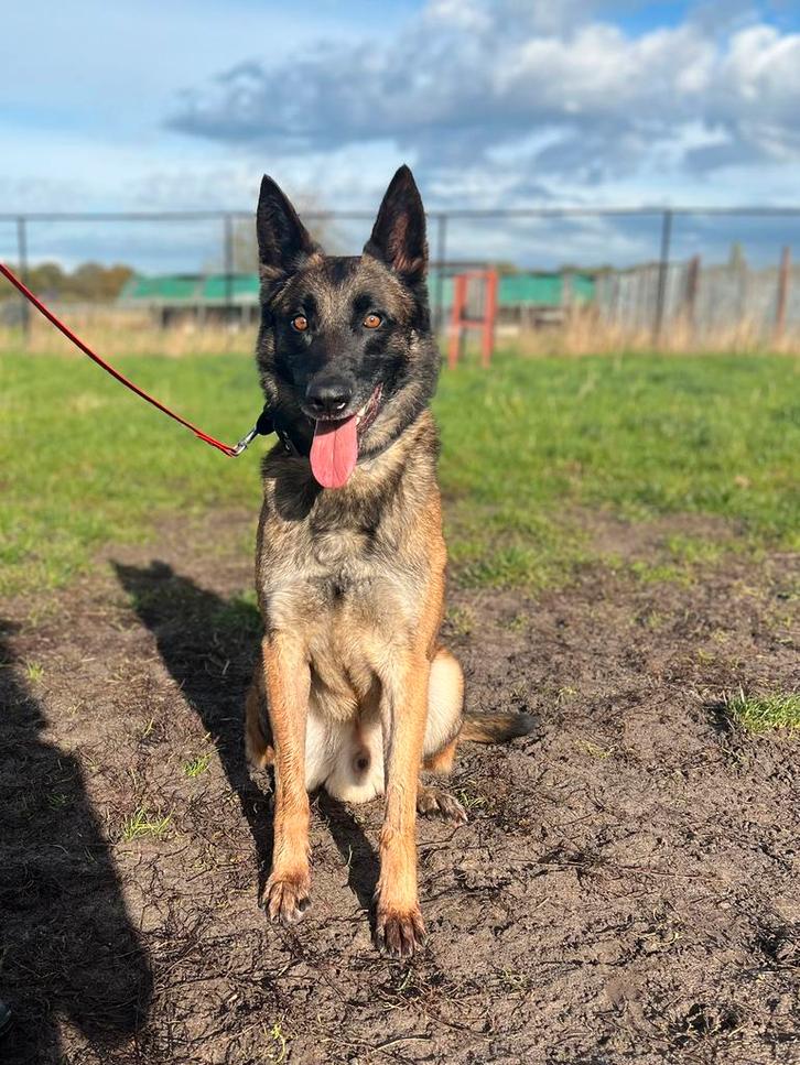 Prachtige, lieve Mechelse herder reu te koop, Dieren en Toebehoren, Honden | Herdershonden en Veedrijvers, Reu, Herder, Particulier