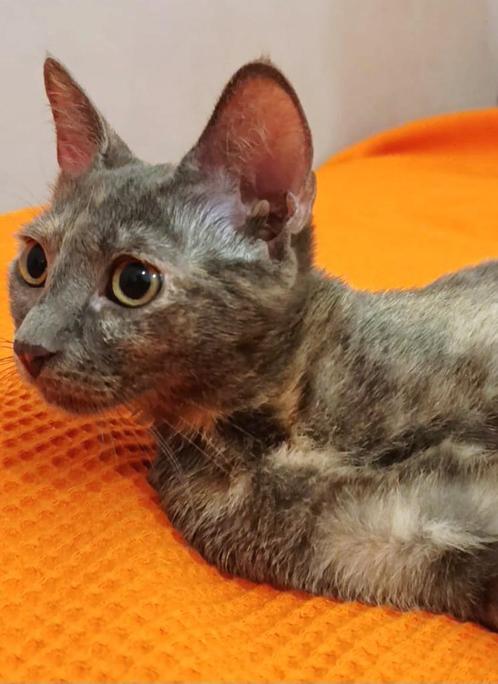 3 zeer leuke lieve kittens ingeent/chip/ontwormd 3,5mnd, Dieren en Toebehoren, Katten en Kittens | Overige Katten, Kortharig, Meerdere dieren