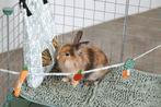 Zolux collectie voor cavia's en konijnen NIEUW, Engelberterweg 65 9723EK groningen, Www.Karinasdierenwebshop.nl, Overige typen
