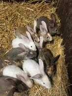Duitse reus konijntjes, Dieren en Toebehoren, Konijnen, Meerdere dieren, Groot