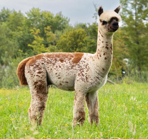 Appaloosa Alpaca dekhengst, Dieren en Toebehoren, Overige Dieren, Mannelijk, Voor 1 juli 2024