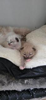 Ragdoll kittens, Geslacht onbekend, Gechipt, 0 tot 2 jaar