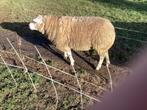Te koop Tex/Swifter., Meerdere dieren, Schaap
