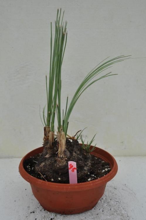 Calibanus hookeri 45, 13 cm, Tuin en Terras, Planten | Tuinplanten, Vaste plant, Overige soorten, Halfschaduw, Ophalen of Verzenden
