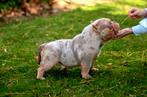 Micro Exotic Merle American Bully Dekreu 🌈, Rabiës (hondsdolheid), Reu, 1 tot 2 jaar, Eén hond