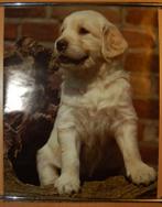 Poster - HOND - puppy -  60x49cm #037, Verzamelen, Posters, Dier of Natuur, Ophalen of Verzenden, A1 t/m A3, Rechthoekig Staand