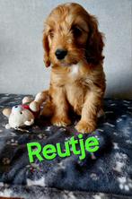 Cockapoo's puppie's Reutjes en Teefjes Beschikbaar., Overige rassen, CDV (hondenziekte), 8 tot 15 weken, Meerdere