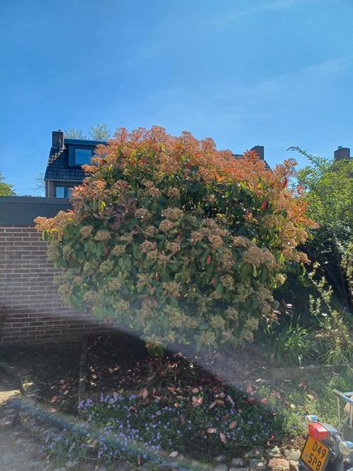 GRATIS Boom, omtrek 3 meter, Tuin en Terras, Planten | Bomen, Overige soorten, Halfschaduw, Ophalen