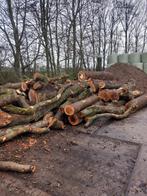 Essen hout op stam te koop, Tuin en Terras, Haardhout, Ophalen of Verzenden