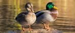wilde eenden, Meerdere dieren, Eend