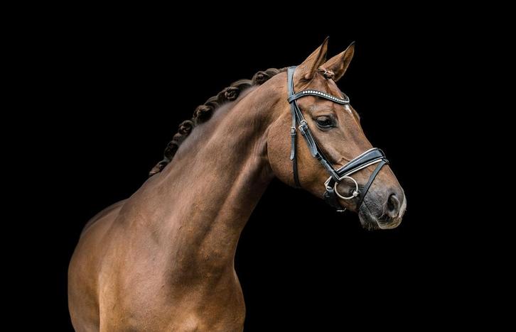 Boxen vrij voor Zadelmak maken!, Dieren en Toebehoren, Paarden, Meerdere dieren, Onbeleerd, 165 tot 170 cm, 3 tot 6 jaar, Dressuurpaard