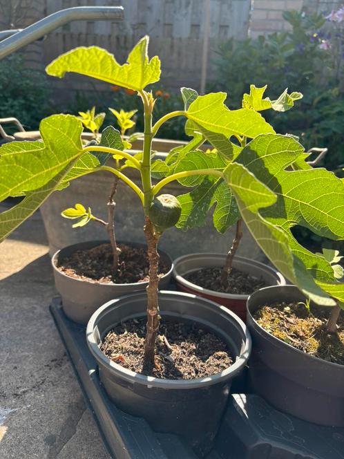 Vijgenstekjes, Tuin en Terras, Planten | Fruitbomen, Vijgenboom, Minder dan 100 cm, Volle zon, Bloeit niet, Ophalen