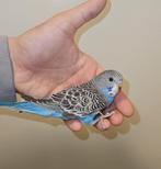 Jonge Engelse parkiet man, Dieren en Toebehoren, Vogels | Parkieten en Papegaaien, Mannelijk, Parkiet, Geringd