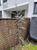 Blauwe ceder kerstboom, Tuin en Terras, Planten | Bomen, Ophalen of Verzenden, Volle zon, Overige soorten