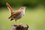 Gezocht koppel europese nachtegalen, Meerdere dieren, Wildzangvogel