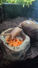 Agaatslak 'Lissachatina fulica', Dieren en Toebehoren, Amfibie, 0 tot 2 jaar