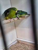 3 catharina parkieten, Dieren en Toebehoren, Vogels | Parkieten en Papegaaien, Meerdere dieren, Parkiet