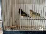 Groenlingen cultuur vogels, Dieren en Toebehoren, Vogels | Overige Vogels, Meerdere dieren