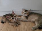 Britse korthaar
kittens, Dieren en Toebehoren, Katten en Kittens | Raskatten | Korthaar, Poes