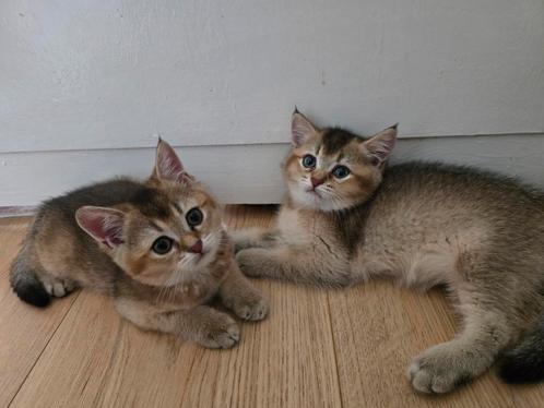 Britse korthaar
kittens, Dieren en Toebehoren, Katten en Kittens | Raskatten | Korthaar, Poes
