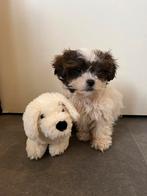 Boomer Reutje, Dieren en Toebehoren, Honden | Chihuahua's en Gezelschapshonden, CDV (hondenziekte), 8 tot 15 weken, Eén hond, Nederland