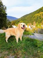 Golden Retriever Dekreu, Dieren en Toebehoren, 6 jaar of ouder, België, Particulier, Reu