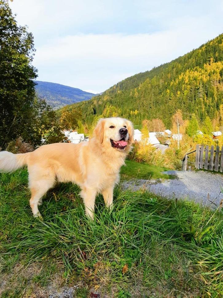 Golden Retriever Dekreu, Dieren en Toebehoren, Honden | Dekreuen, Reu, Particulier, Eén hond, België, 6 jaar of ouder