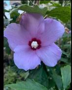Hibiscus , paars , ca 90 cm hoog, Tuin en Terras, Planten | Struiken en Hagen, Ophalen, Overige soorten, Minder dan 100 cm