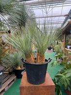 Yucca rostrata met 4 stammen / Unieke / Met Pasen geopend !, Vaste plant, Ophalen of Verzenden