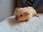 Zeugje, Dieren en Toebehoren, Augustus, Vrouwelijk, Cavia