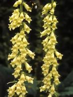 Biologische Geel Vingerhoedskruid Zaden, Tuin en Terras, Ophalen of Verzenden, Volle zon