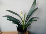 Clivia kamerplant 60cm incl zwarte pot, Huis en Inrichting, Kamerplanten, Ophalen, Overige soorten, Halfschaduw, In pot