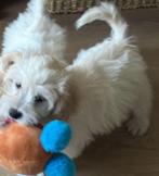 Pup te koop, Maltezer, Reu, 8 tot 15 weken, Rabiës (hondsdolheid)