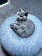 Britskoorthaar, Dieren en Toebehoren, Katten en Kittens | Raskatten | Korthaar, Kater, Gechipt, 0 tot 2 jaar