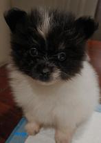 Mag nu weg % mini bearface pomeriaan reutje 1250, Keeshond, Reu, 8 tot 15 weken, Eén hond